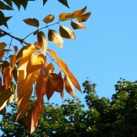 Golden Autumn Leaves