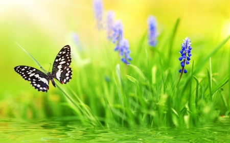 * - water, summer, butterfly, grass