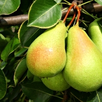 Pears on a Tree