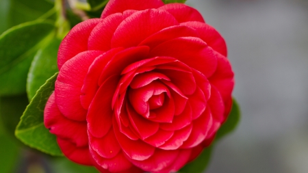 Camellia - Bloom, Red, Camellia, Flower