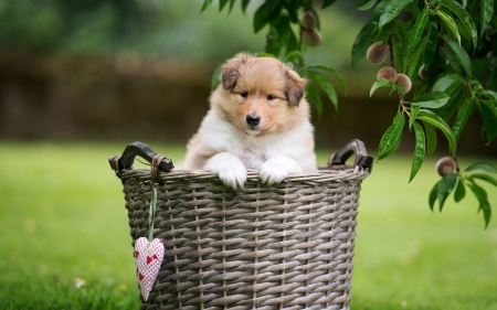 Cute puppy - Grass, Summer, Lawn, Green, Legs, Basket