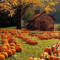 plenty of pumpkins