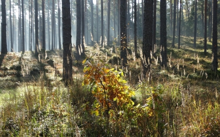 Forest in Latvia - Latvia, trees, forest, nature