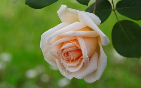 Rose - green, trandafir, rose, orange, flower