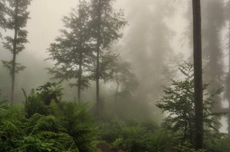 Mist - forest, fog, tree, mist