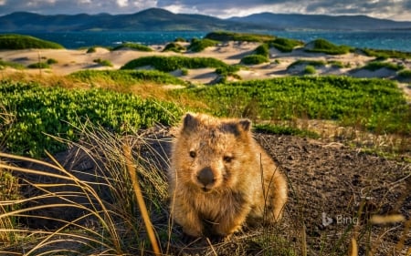 Common Wombat - common, wallpaper, bing, wombat