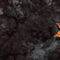 Floating autumn leaf