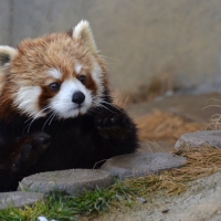 cute red panda baby