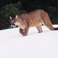 puma on the snow