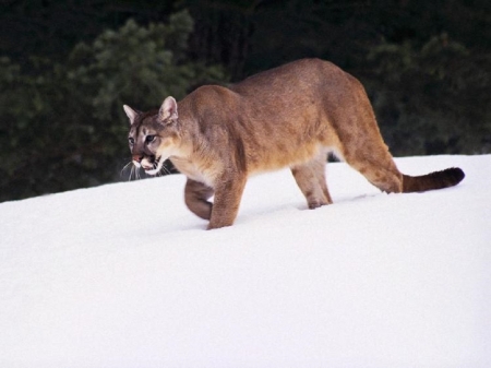 puma on the snow