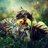 Tiger cubs