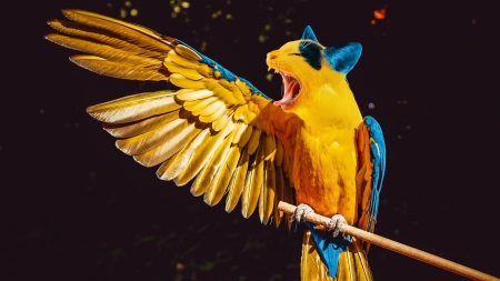 :-) - bird, xresch, yellow, wing, blue, feather, parrot, cat, black, fantasy, funny, pisici, pasare