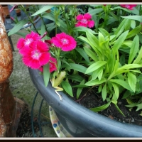 FROG IN FLOWER POT