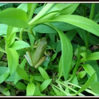 GREEN FROG IN PLANTS