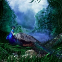 birds-animal-artwork-bird-beautiful-peacocks-avian-peacock-painting-art-wildlife-picture-of-habitat