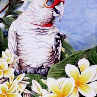 birds-painting-australian-long-art-white-corella-cockatoo-bush-billed-image-yellow-bird