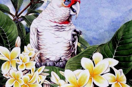 birds-painting-australian-long-art-white-corella-cockatoo-bush-billed-image-yellow-bird - gelb, deutschland, grau, vogel