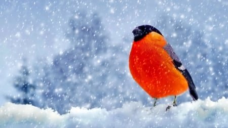 under the first snow - snow, bird, cold, outdoor