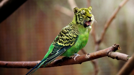 :-) - funny, creative, fantasy, tigru, bird, pasari, parrot, green, tiger