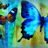 butterflies-papillon-blue-creative-beautiful-digital-colors-softness-designs-drawings-animals-butterfly-lovely-beauty-bleu