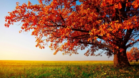 Autumn - colorful leaves, field, autumn season, nature