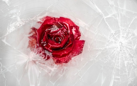 Ice rose - nature, ice, red, winter, rose