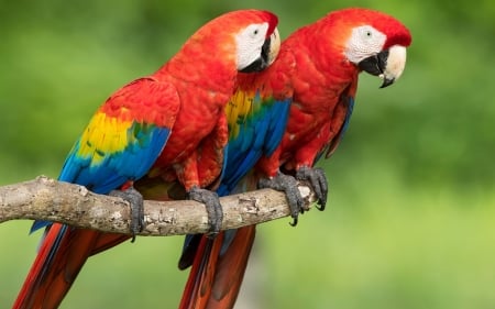 Pair of parrots - parrots, branch, red, macaw