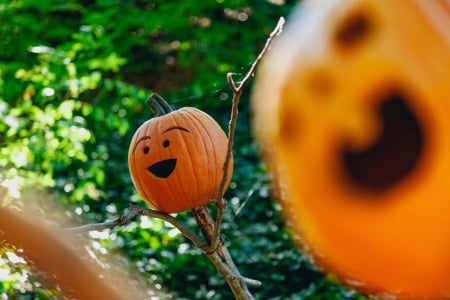 Halloween Pumpkins - pumpkins, halloween, october, samhain, autumn