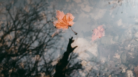 Floating Leaf - Autumn, water, Fall, leaf, reflection