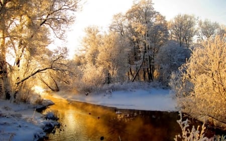 :=) - winter, trees, sun, snow