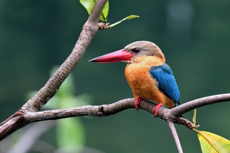 Ruby kingfisher - animal, kingfisher, branches, bird