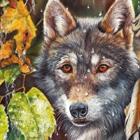 Fall Wolf