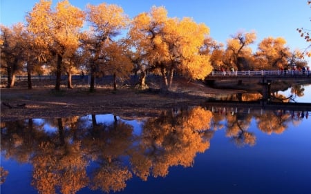 forest lake - fun, nature, lake, forest, cool