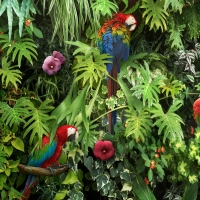 Macaws