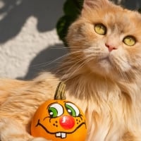 Do you like my pumpkin?