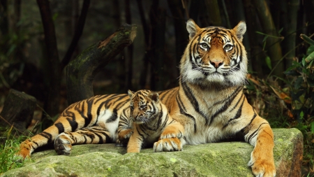 Tiger with cub - paw, cub, animal, tiger, cute, tigru