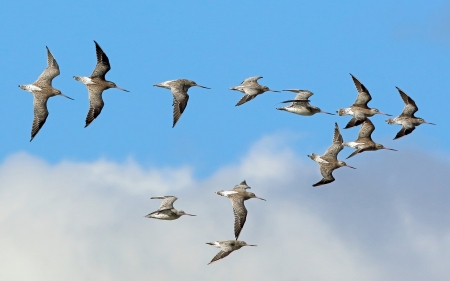 Birds in Flight - sky, flight, animals, birds