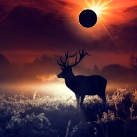 Deer During a Eclipse of the Sun