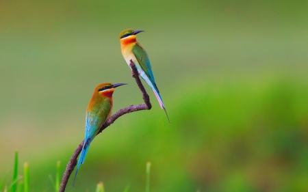 Bee Eaters - closeup, bee eaters, nature, birds