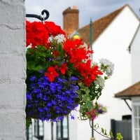 Pretty pot flowers