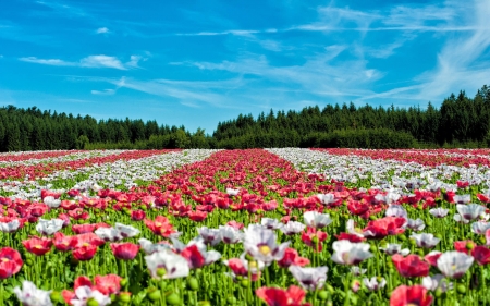 field of poppies