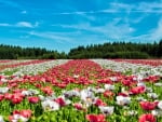 field of poppies