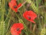 Poppies and Wheat