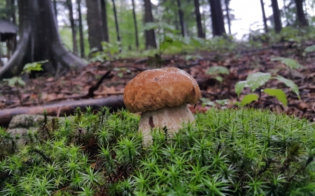 Mushroom in Forest - trees, forest, nature, mushroom