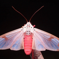 Moth