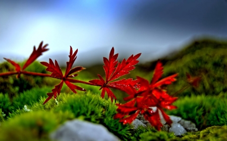 red leaves - colors, tree, leaves, autumn