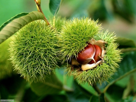 chestnuts - green, colored, autumn, chestnuts