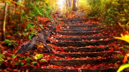 :-) - stairway, photography, leaves, autumn