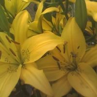 Yellow flowers