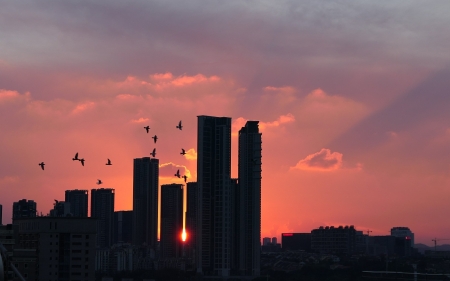 Sunset in Shenzhen, China - birds, China, sunset, skyscrapers, city